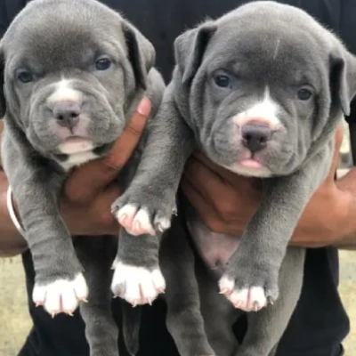 Pitbull puppies for sale in Vijayawada