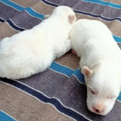 Pitbull puppies for sale in Vijayawada