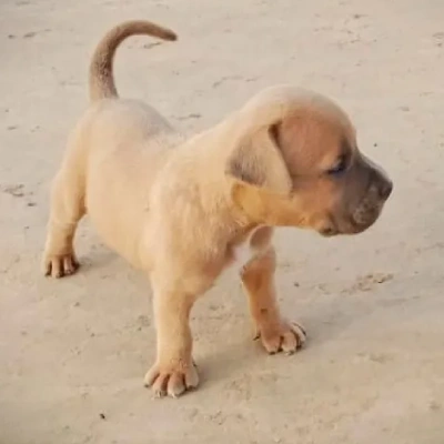 Pitbull puppies for sale in Bikaner