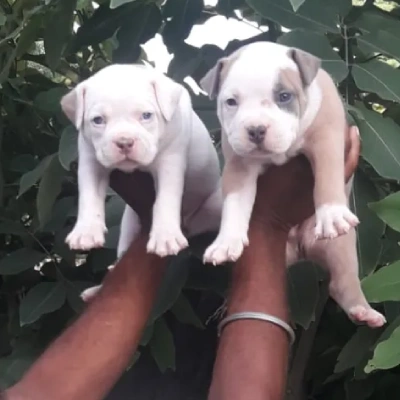 Pitbull puppies for sale in Udaipur