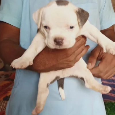 Pitbull puppies for sale in Gurgaon