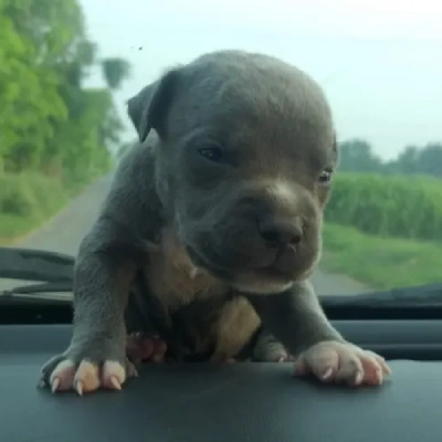 Pitbull puppies for sale in Udaipur