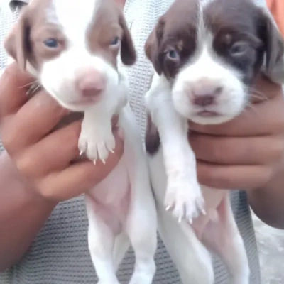 Pitbull puppies for sale in Bikaner