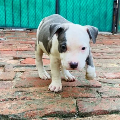 Pitbull puppies for sale in Bikaner