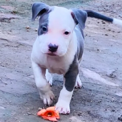 Pitbull puppies for sale in Ajmer