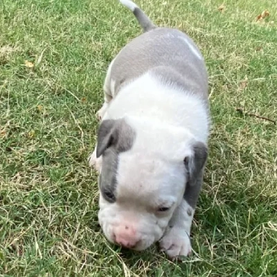 Pitbull puppies for sale in Bikaner