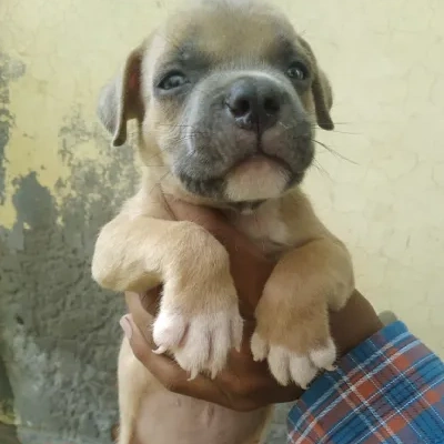 Pitbull puppies for sale in Gurgaon