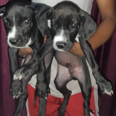 Pitbull puppies for sale in Gurgaon