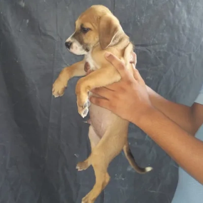 Pitbull puppies for sale in Gurgaon