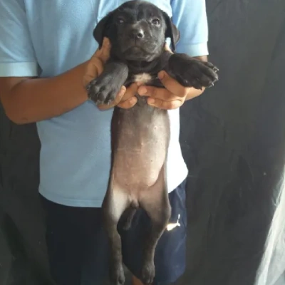 Pitbull puppies for sale in Ajmer