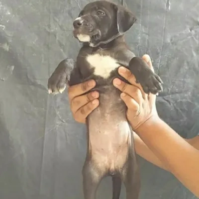 Pitbull puppies for sale in Udaipur