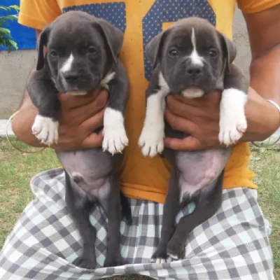 Pitbull puppies for sale in Udaipur