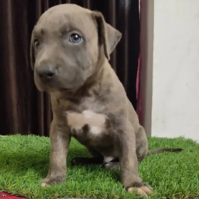 Pitbull puppies for sale in Bikaner