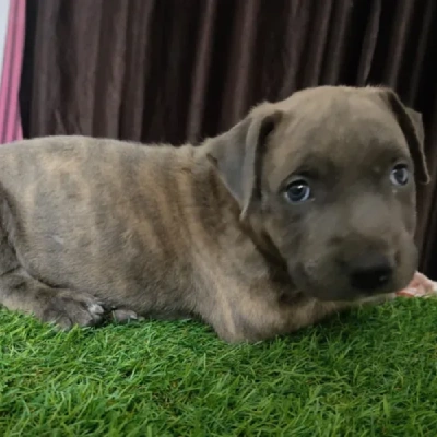 Pitbull puppies for sale in Gurgaon