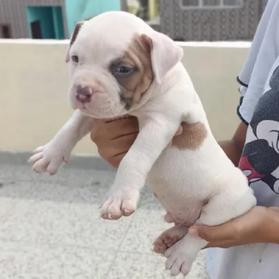 Pitbull puppies for sale in Udaipur