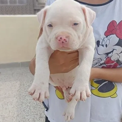 Pitbull puppies for sale in Udaipur