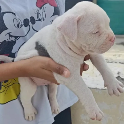 Pitbull puppies for sale in Gurgaon