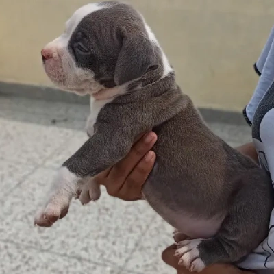 Pitbull puppies for sale in Udaipur