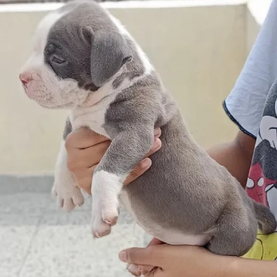 Pitbull puppies for sale in Gurgaon