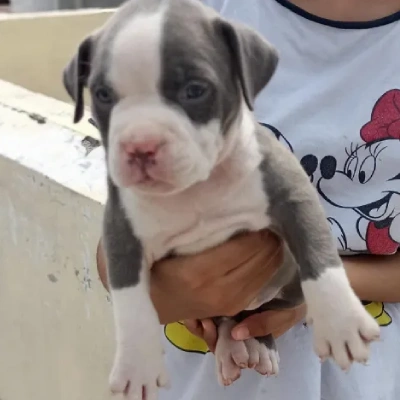 Pitbull puppies for sale in Ajmer