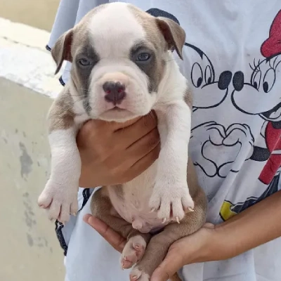 Pitbull puppies for sale in Udaipur