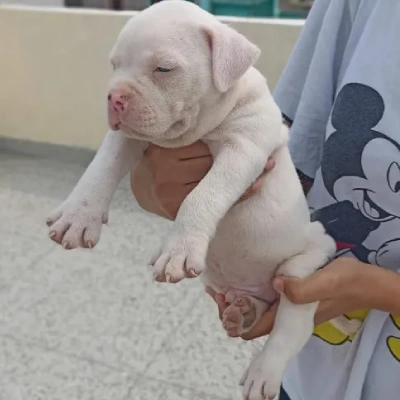 Pitbull puppies for sale in Vijayawada