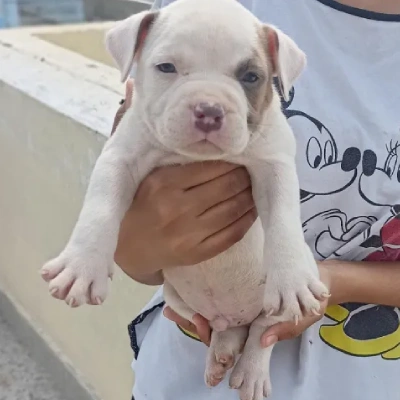 Pitbull puppies for sale in Bikaner