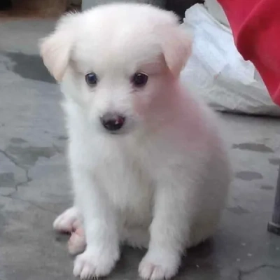 Pomeranian puppies for sale in Vijayawada