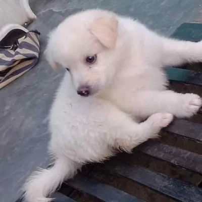 Pomeranian puppies for sale in Jodhpur