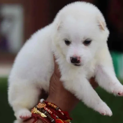 Pomeranian puppies for sale in Vijayawada