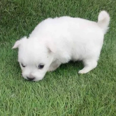 Pomeranian puppies for sale in Bikaner