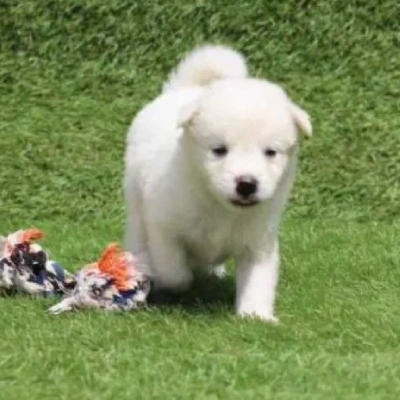 Pomeranian puppies for sale in Vijayawada