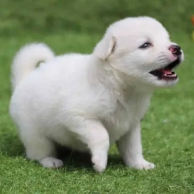 Pomeranian puppies for sale in Vijayawada