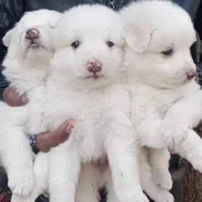 Pomeranian puppies for sale in Vijayawada