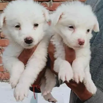 Pomeranian puppies for sale in Bikaner