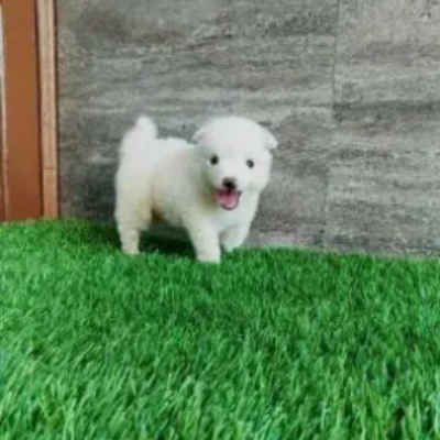 Pomeranian puppies for sale in Vijayawada