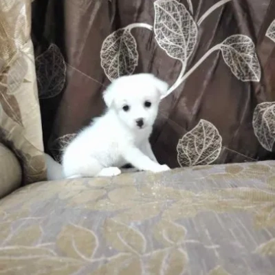 Pomeranian puppies for sale in Jodhpur