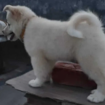 Pomeranian puppies for sale in Jodhpur