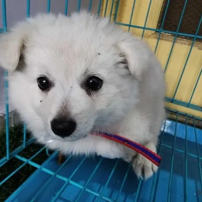 Pomeranian puppies for sale in Vijayawada