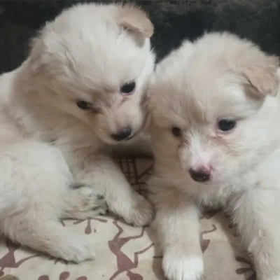 Pomeranian puppies for sale in Bikaner