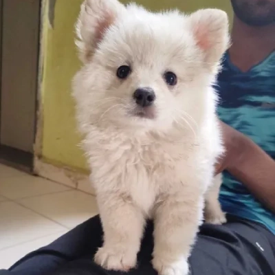 Pomeranian puppies for sale in Bikaner