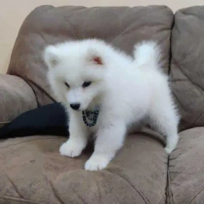 Pomeranian puppies for sale in Jodhpur