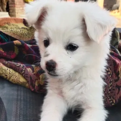 Pomeranian puppies for sale in Bikaner