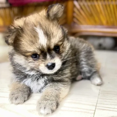 Pomeranian puppies for sale in Bikaner