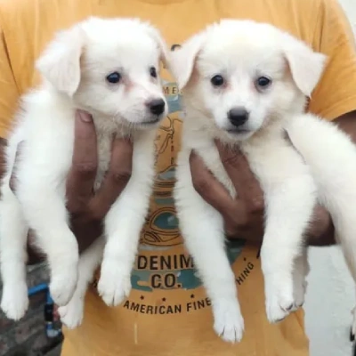 Pomeranian puppies for sale in Bikaner