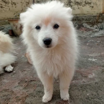 Pomeranian puppies for sale in Vijayawada