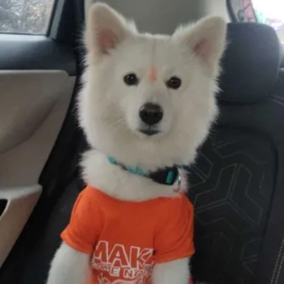 Pomeranian puppies for sale in Jodhpur