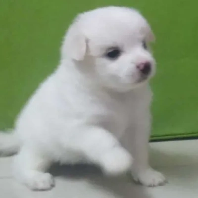 Pomeranian puppies for sale in Jodhpur