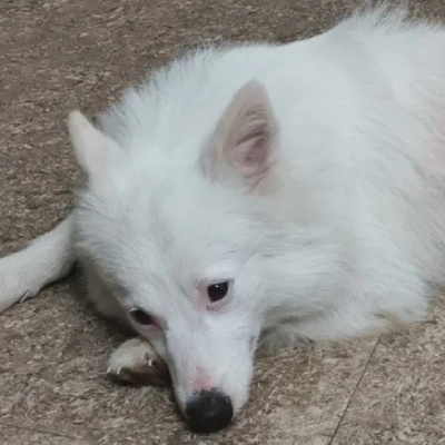 Pomeranian puppies for sale in Bikaner