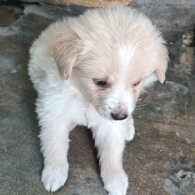 Pomeranian puppies for sale in Vijayawada